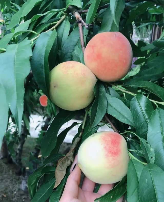 离开了李晨，她嫁给了爱情，再上热搜，她活成了人们羡慕的样子