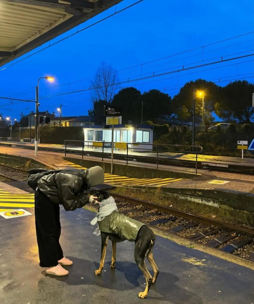 Lisa带狗看球绳不离手，把自己改造成法兰西名媛