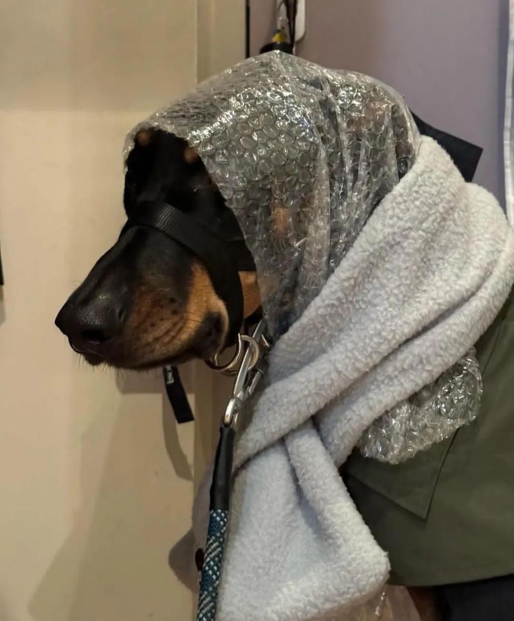 Lisa带狗看球绳不离手，把自己改造成法兰西名媛