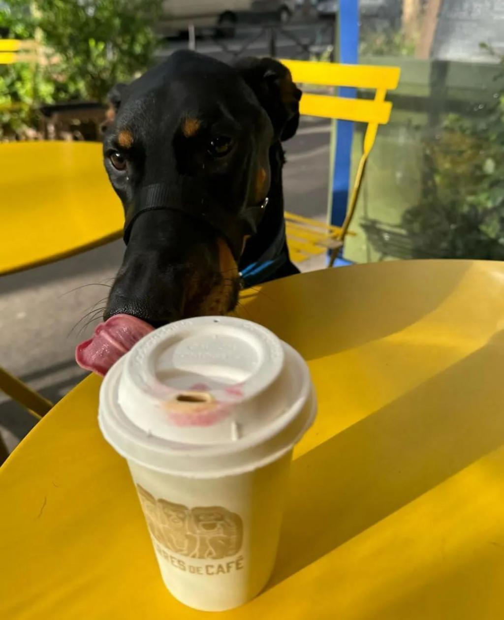 Lisa带狗看球绳不离手，把自己改造成法兰西名媛