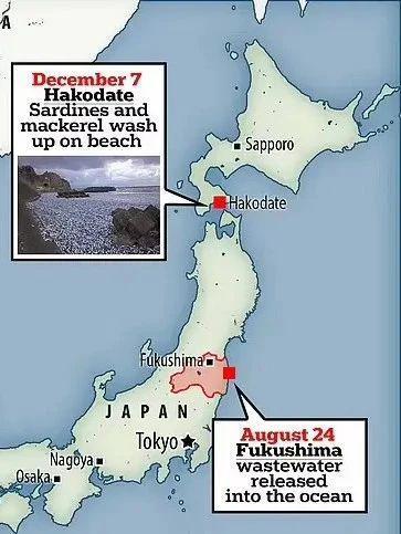 日本千吨死鱼涌向海岸，外媒怒骂核废水污染？