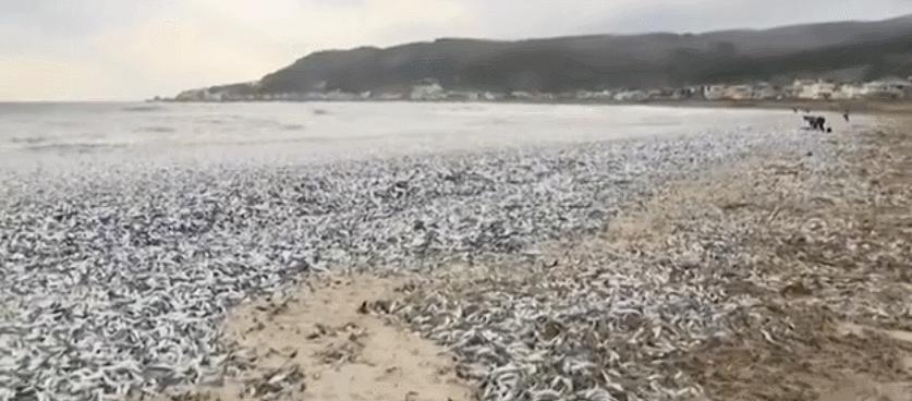 日本千吨死鱼涌向海岸，外媒怒骂核废水污染？