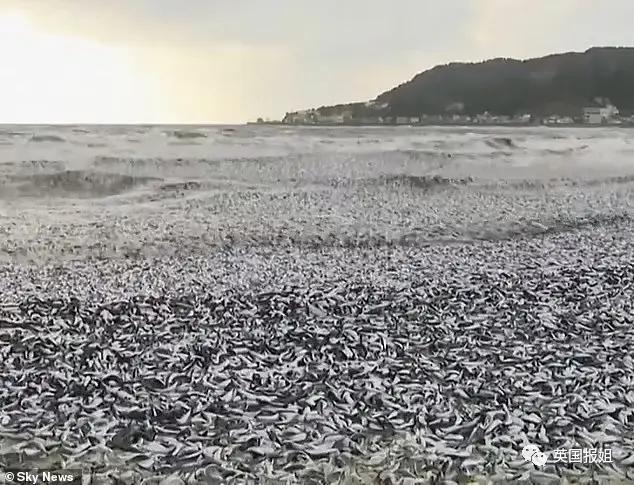 日本千吨死鱼涌向海岸，外媒怒骂核废水污染？