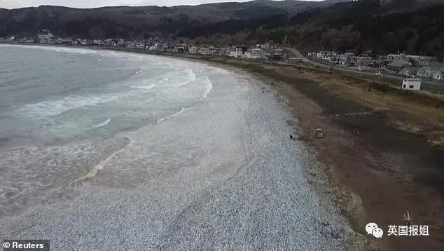 日本千吨死鱼涌向海岸，外媒怒骂核废水污染？