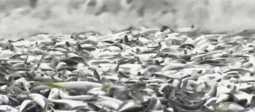 日本千吨死鱼涌向海岸，外媒怒骂核废水污染？