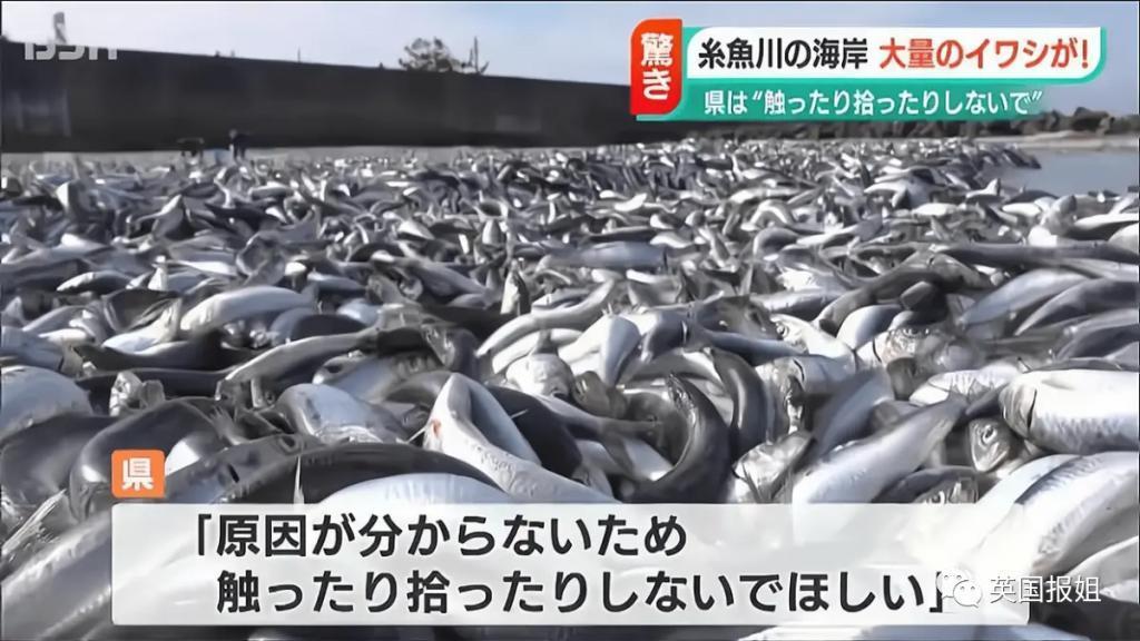 日本千吨死鱼涌向海岸，外媒怒骂核废水污染？