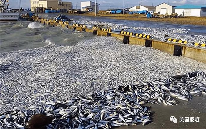日本千吨死鱼涌向海岸，外媒怒骂核废水污染？