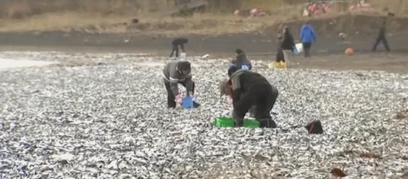 日本千吨死鱼涌向海岸，外媒怒骂核废水污染？