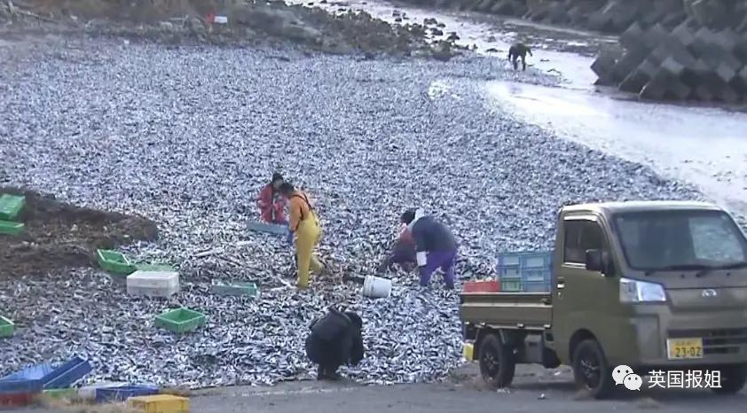 日本千吨死鱼涌向海岸，外媒怒骂核废水污染？