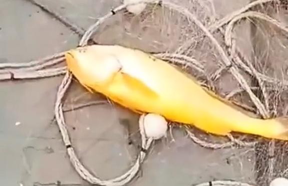 渔民捕获海中“土豪金”大黄鱼：重达4.2斤能卖二三万