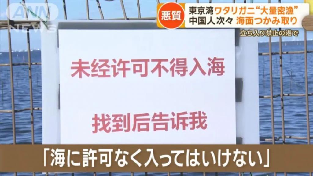 日媒：大量中国人在东京湾狂捞梭子蟹，当地渔民无奈：别来搅乱了！