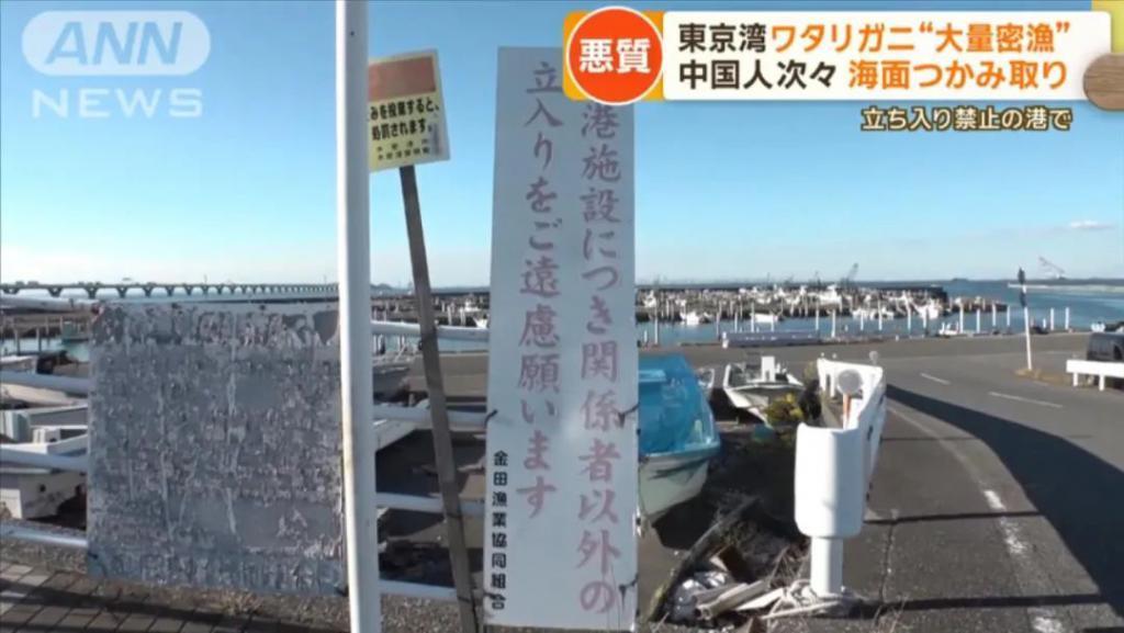 日媒：大量中国人在东京湾狂捞梭子蟹，当地渔民无奈：别来搅乱了！