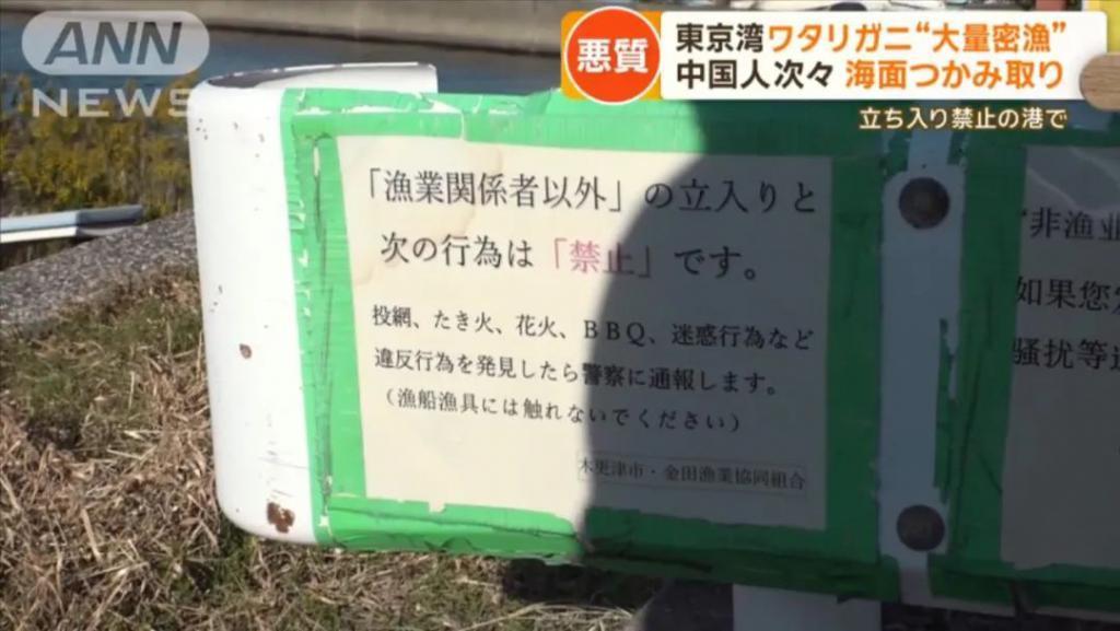 日媒：大量中国人在东京湾狂捞梭子蟹，当地渔民无奈：别来搅乱了！