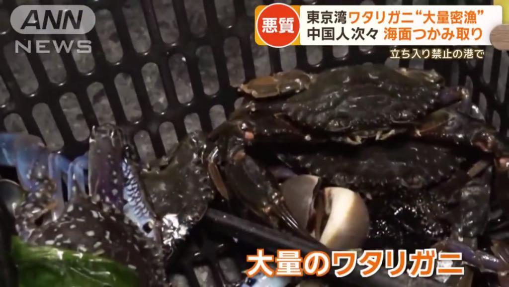 日媒：大量中国人在东京湾狂捞梭子蟹，当地渔民无奈：别来搅乱了！