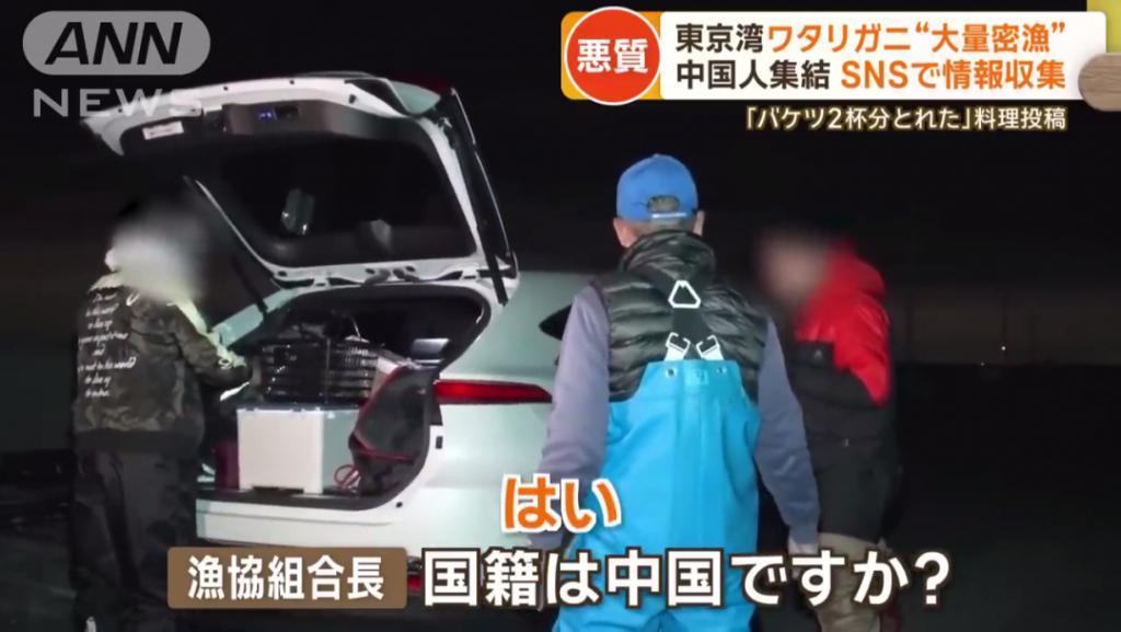 日媒：大量中国人在东京湾狂捞梭子蟹，当地渔民无奈：别来搅乱了！