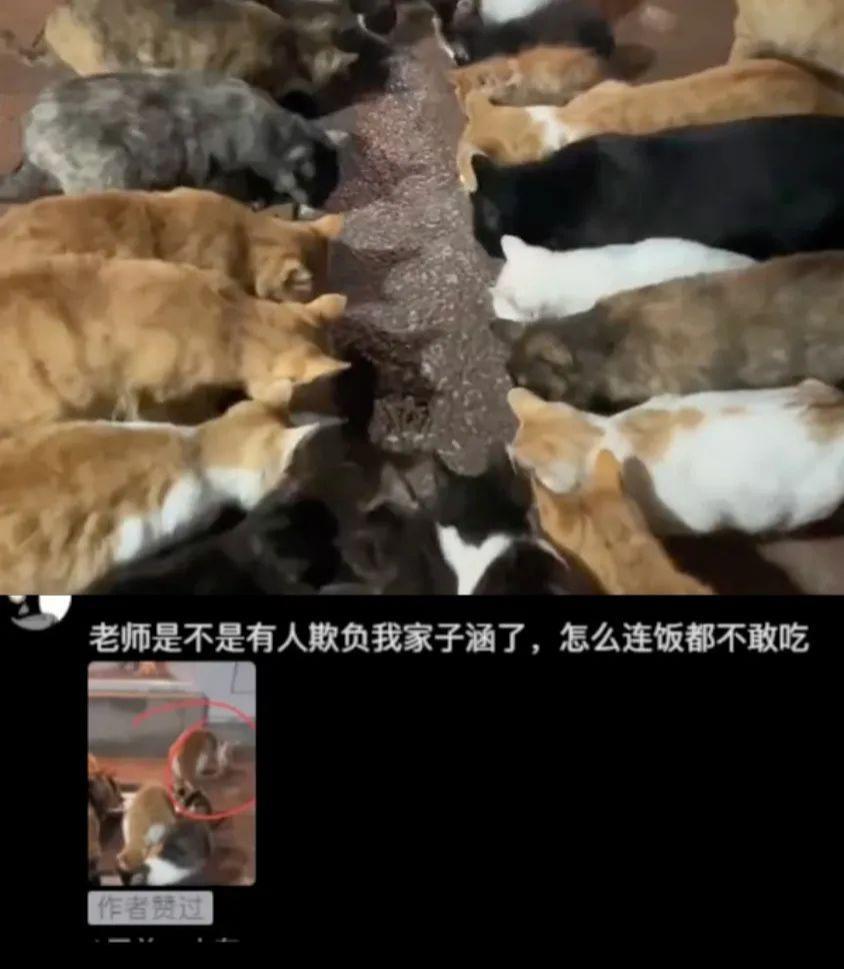 火遍全网的子涵妈妈，到底是谁？