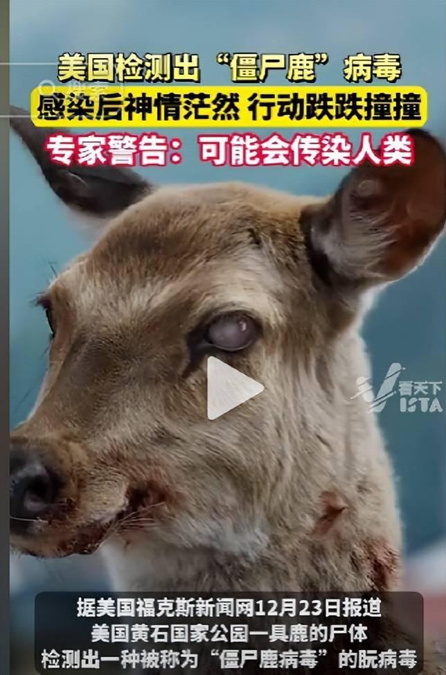 美国黄石公园检测出“僵尸鹿”病 未来不排除传人风险