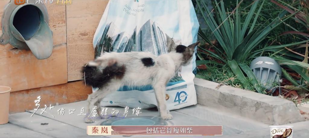 姐姐回归，人设全崩塌