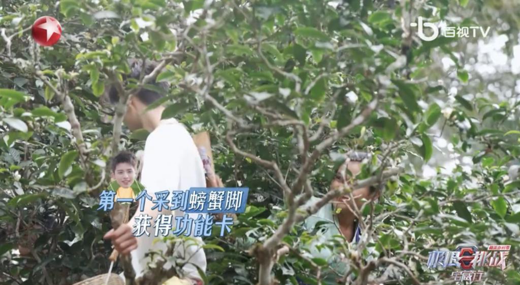 卧龙与凤雏并存，我的宝藏神综回来了！