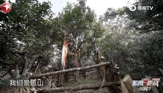 卧龙与凤雏并存，我的宝藏神综回来了！