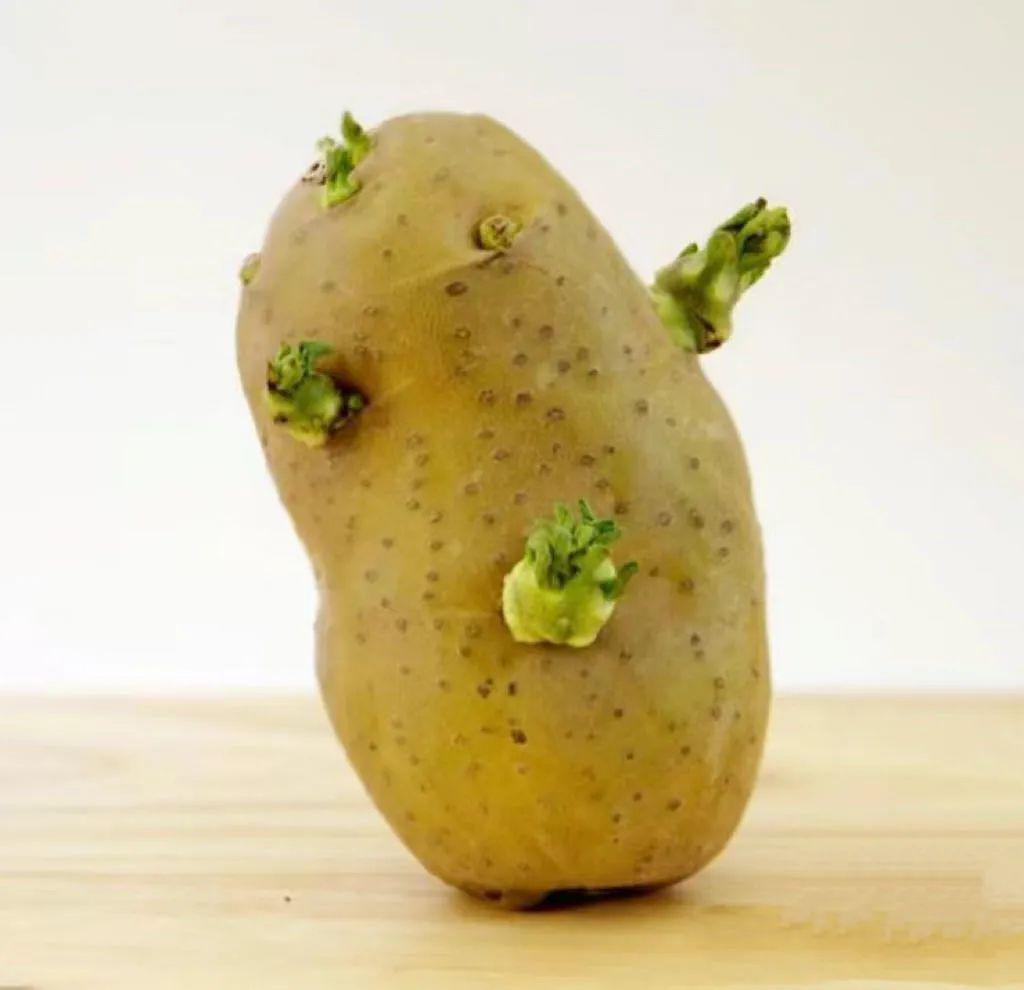 「刘诗诗」，逃不过催生