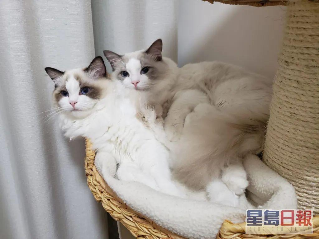 木讷钻石王老五娶内向星二代，婚恋市场上的“时间点”