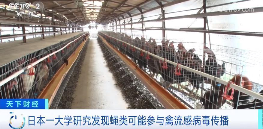 最新发现!蝇类,可能参与禽流感病毒传播