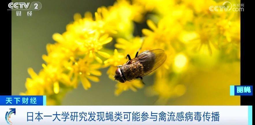 最新发现!蝇类,可能参与禽流感病毒传播