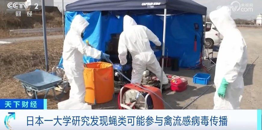 最新发现!蝇类,可能参与禽流感病毒传播