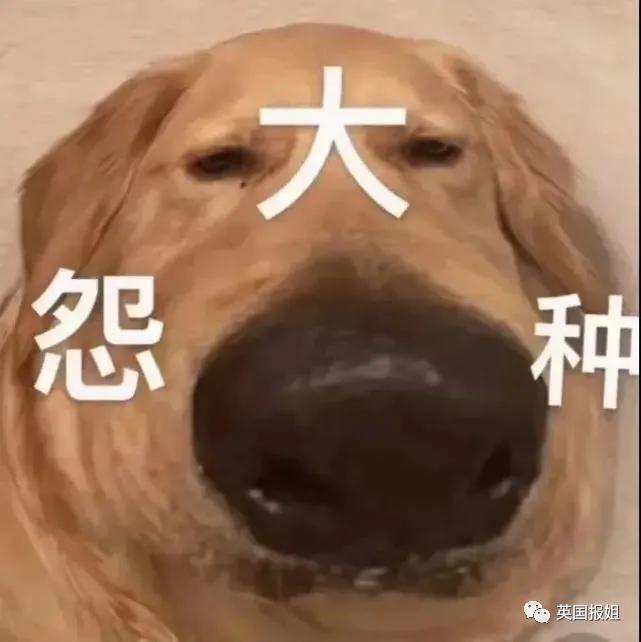 富商雇凶杀妻儿，遇上顶级蠢蛋团队！沟通不畅酿乌龙，杀手：钱难挣屎难吃！