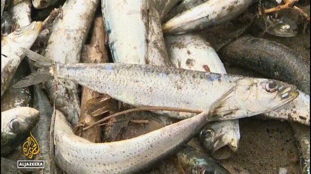 日本核专家指认：核污染水排海确实有问题！