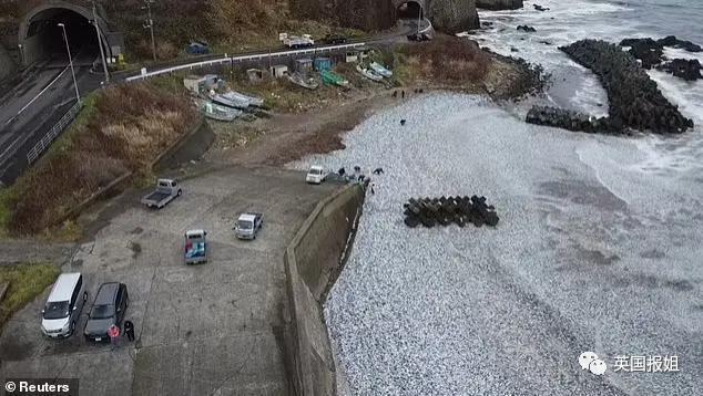 日本千吨死鱼涌向海岸，外媒怒骂核废水污染？