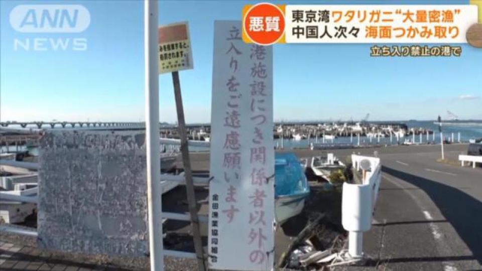 日媒：大量中国人在东京湾狂捞梭子蟹，当地渔民无奈：别来搅乱了！