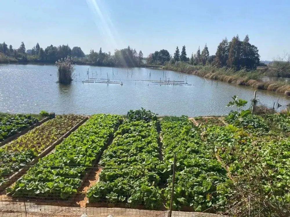 做陪玩的农村女人们