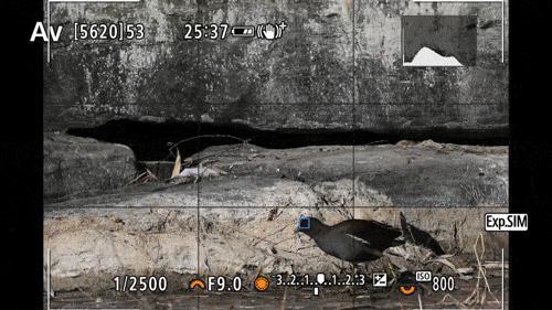 生态、航空摄影优选 佳能RF200-800mm镜头评测