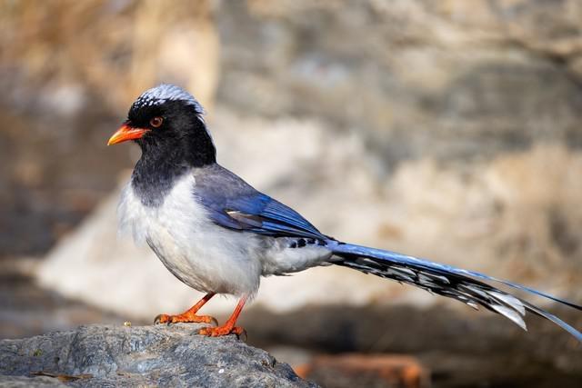 生态、航空摄影优选 佳能RF200-800mm镜头评测