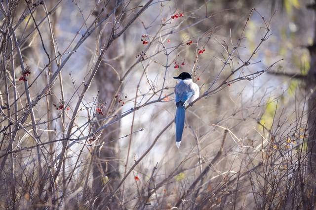 生态、航空摄影优选 佳能RF200-800mm镜头评测