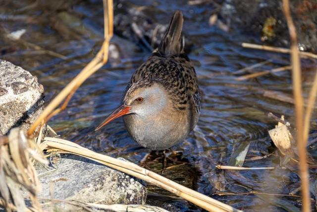 生态、航空摄影优选 佳能RF200-800mm镜头评测