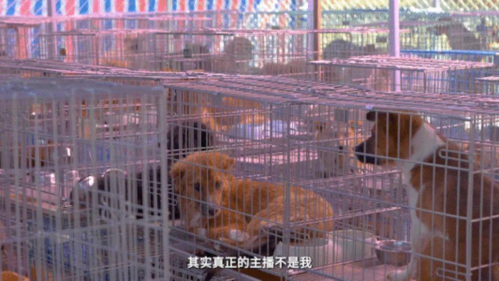 直播带货的破与立，从《淘宝直播十二时辰》说起