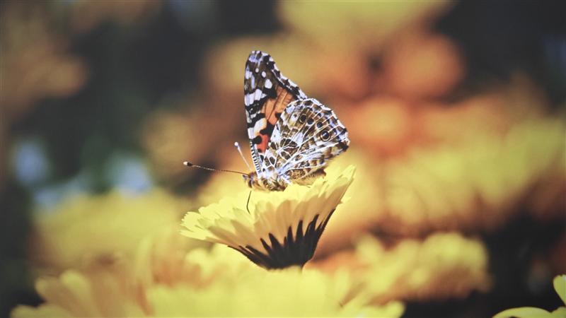 入门级也能流畅看8K 同价位最能打的投影仪！哈趣K2评测