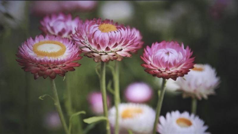 入门级也能流畅看8K 同价位最能打的投影仪！哈趣K2评测