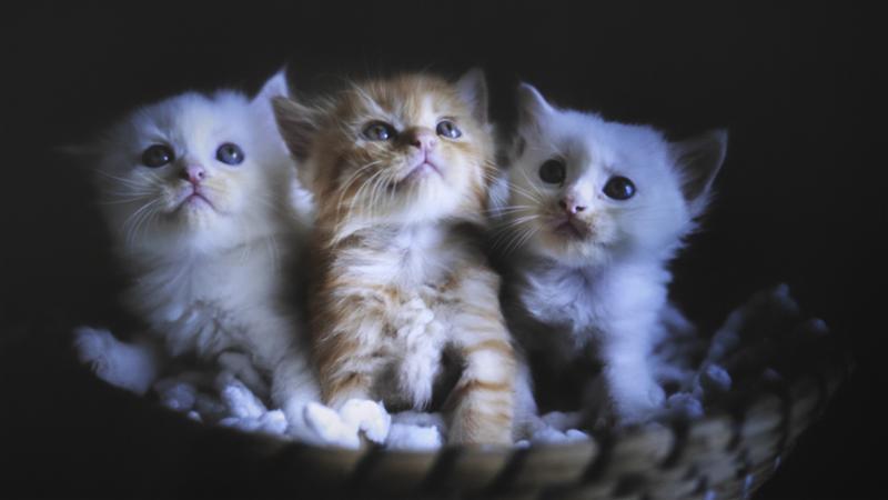 入门级也能流畅看8K 同价位最能打的投影仪！哈趣K2评测