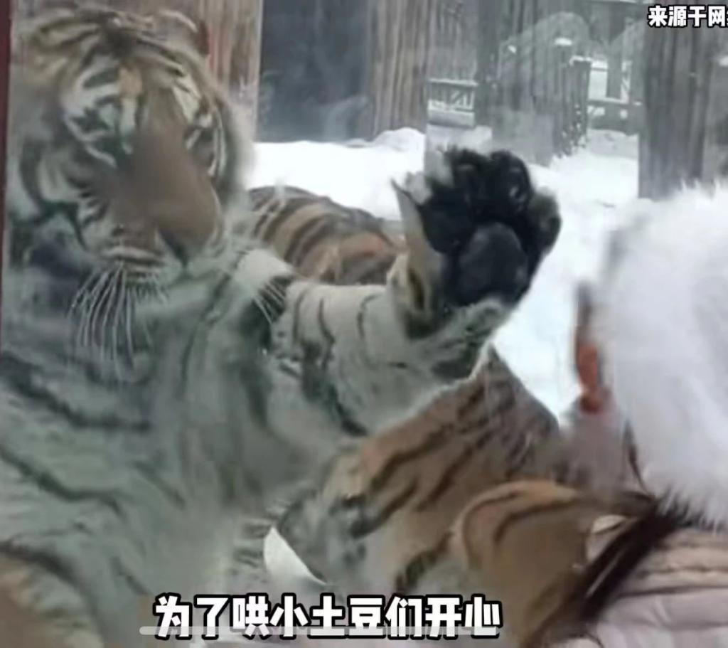 -20 的哈尔滨，火爆全网！