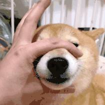 平板过时了，现在都在用 “ 闺蜜机 ”