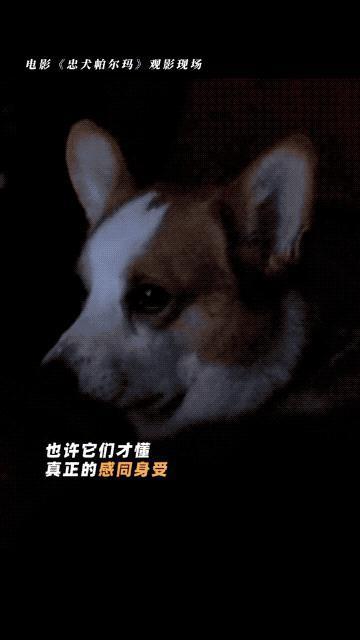 国产片短视频营销，比缅北诈骗还狠！