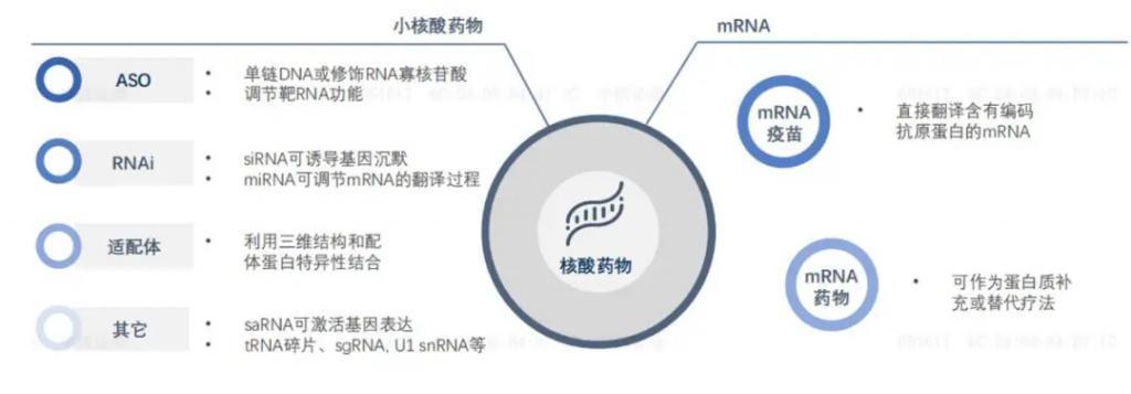 小核酸药物：二次进化