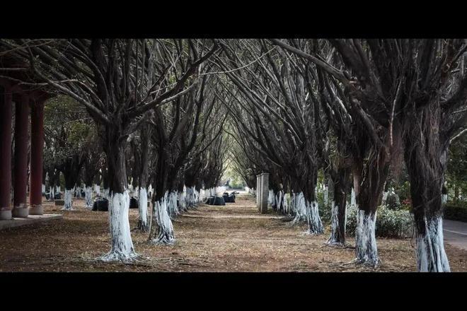 贾玲刚刚官宣！减重100斤！热搜爆了