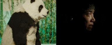 包贝尔新片，烂得没眼看！