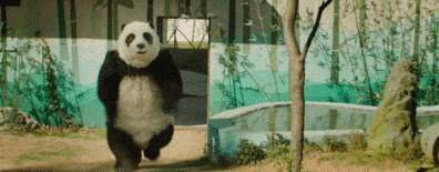 包贝尔新片，烂得没眼看！