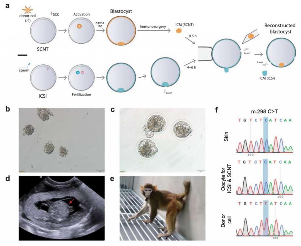 中国科学家克隆猴技术取得突破，存活时间首次超过两年